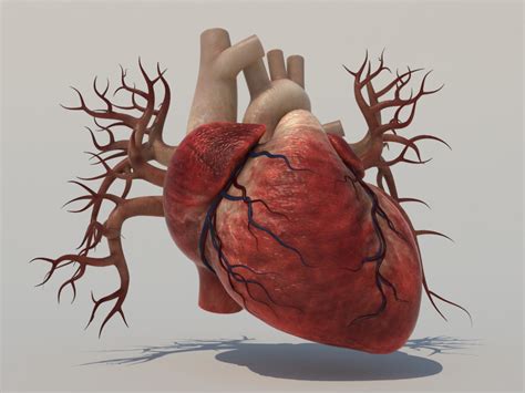 Human Heart 3d Model Realtime 3d Models World
