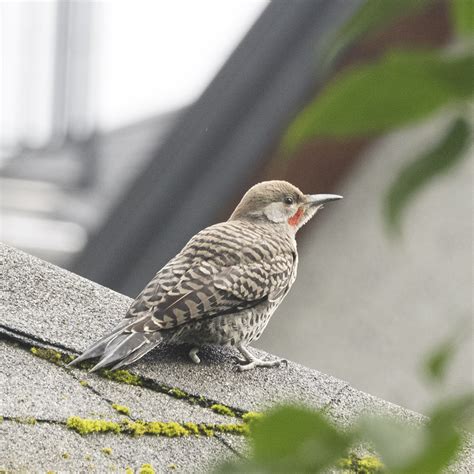 Juvenile Northern Flicker The Urban Nature Enthusiast