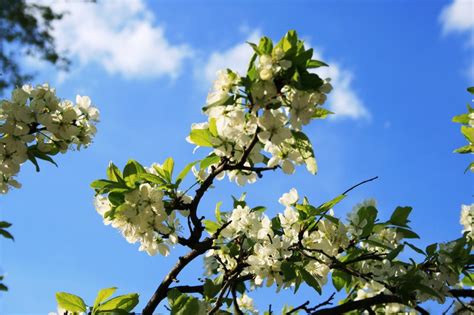 Free Images Tree Nature Branch Blossom Sky White Sunlight Leaf Flower Spring Green