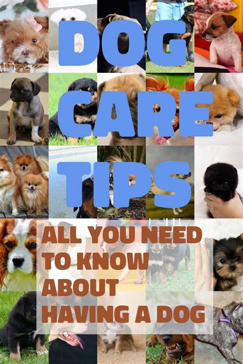 You And Your Dog Tips For A Great Relationship Your Dog Dog Care