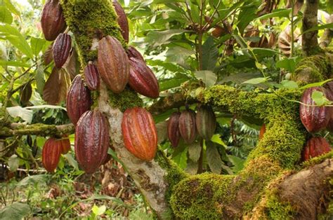 Cacao Beneficios Le Cacao