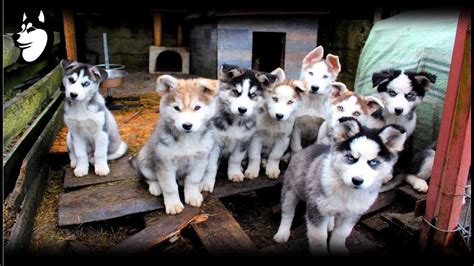 Food aggression in dogs is simply aggressive behavior, such as growling, snapping or biting, in defense of their food bowls or tasty treats. Preparing Food + Siberian Husky Eating: 10 Weeks Old(2018 ...