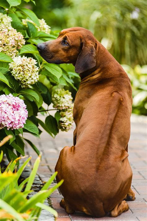 Rhodesian ridgeback is a very loyal and adorable dog. Rhodesian Ridgeback Rasseportrait - Hunderassen FCI Gruppe ...