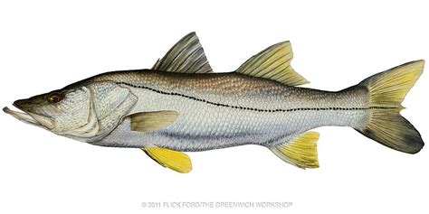 Common Snook Painting By Flick Ford Fine Art America