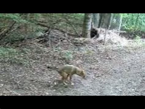 Coyote In My Yard YouTube