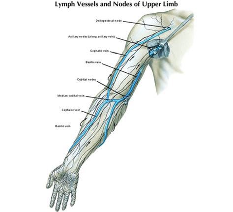 Lymph Nodes Diagrams