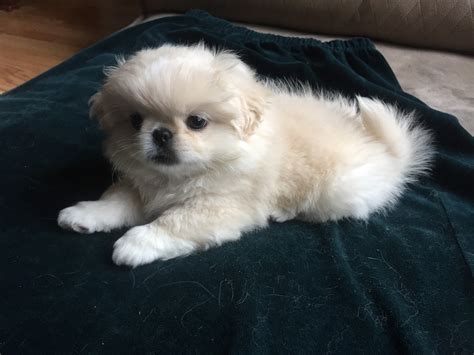 Join millions of people using oodle to find puppies for adoption, dog and puppy listings, and other pets adoption. Pekingese Puppies For Sale | Dallas, TX #314131 | Petzlover