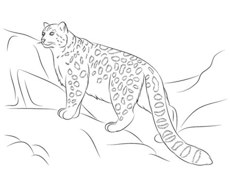 We have collected 37+ snow leopard coloring page images of various designs for you to color. Snow Leopard coloring page | Free Printable Coloring Pages