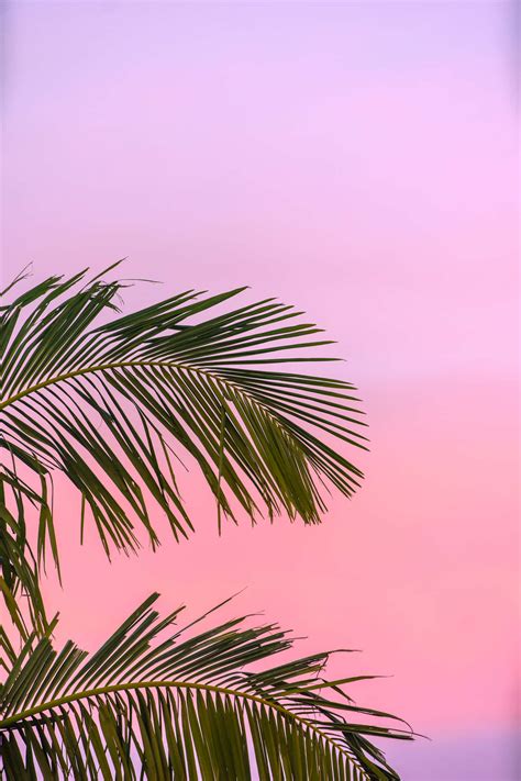 Download Pink Summer Wallpaper