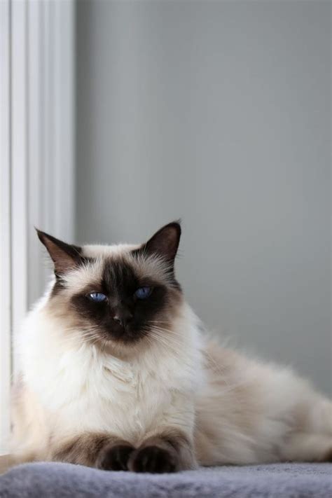 Balinese Vs Birman Cat The Best Dogs And Cats