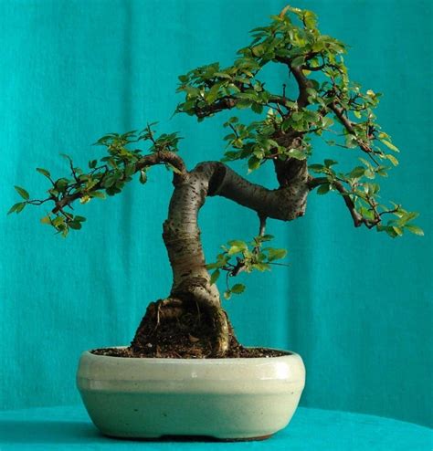 Unlike the original chinese penjing, which utilizes traditional techniques to produce entire natural sceneries in small pots. Types of Bonsai Trees | Bonsai Tree Gardener