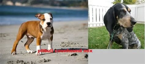 Pitbull Coonhound Mix Everything You Need To Know