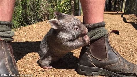 Wombat George Named As Australias Most Adorable Animal Daily Mail