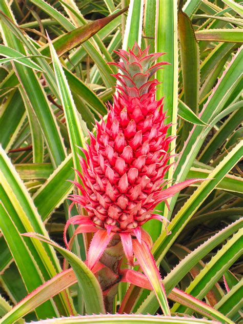 Hey Rtrees I Present To You The Red Pineapple Rtrees