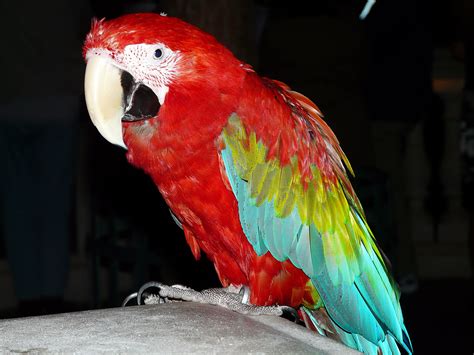 Free Images Bird Wing Animal Spring Red Beak Color Colorful