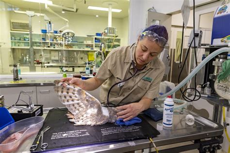 Raptor Rehab Centre Opens At Healesville Sanctuary Tourism And Events