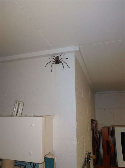 Woman Shares Images Of Massive Huntsman Spider That Has Been Living