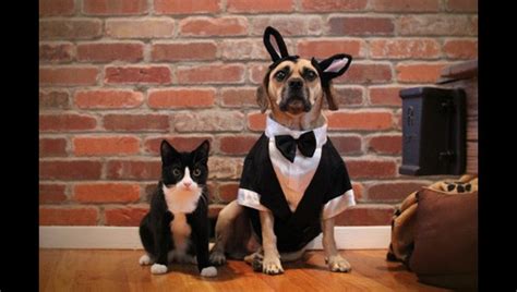 Cat And Dog Dressed In Matching Costumes Photos Boomsbeat