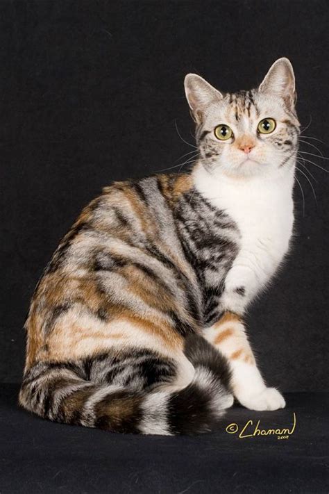 American Shorthair American Shorthair Pictures Pics Images And