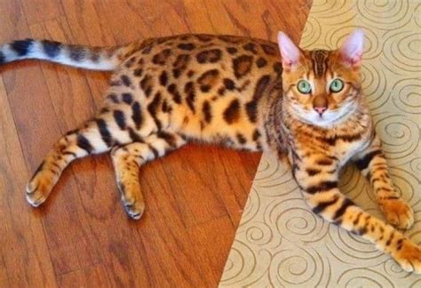 13 Beautiful Cats That Look Like Tigers In Newsweekly