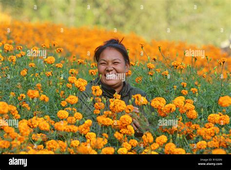 Nepalese Women Pick Marigold Flower For This Tihar Festival In