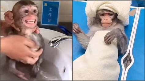 Monkey Taking Spa And Shower Video And Wrapped Towels Video Goes Viral
