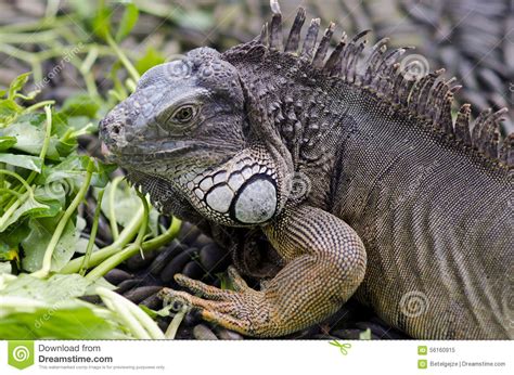There is little legal protection, animal abuse is rife and even those who do respect animals. Exotic Animal. Close-up Of Green Iguana. Reptile Portrait. Wildlife Bali, Indonesia Stock Image ...