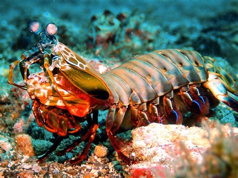 mantis shrimp  inspire ultra strong materials nature world today