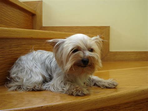 Breeders often use the tagline teacup as a means to charge a higher price for a puppy, but in actuality, you should pay less for this undersized dog because it does not conform to the breed standard and will inevitably cost you hundreds (if not thousands) of dollars in vet bills. How much does a Yorkie and Teacup Yorkies Cost ...