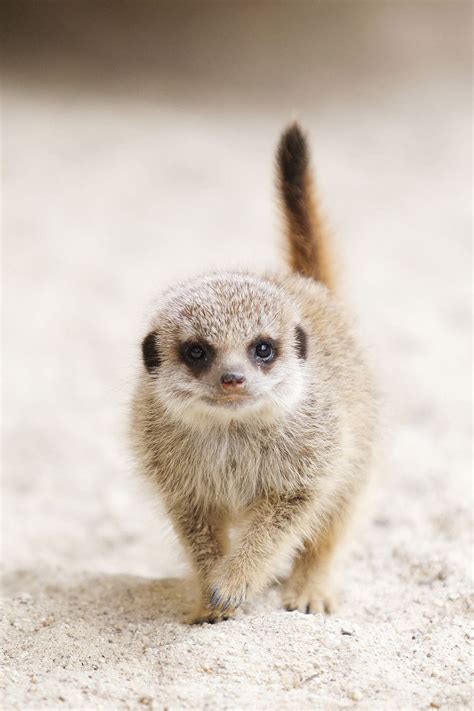 Baby Meerkat Is Adorable Cute Baby Animals
