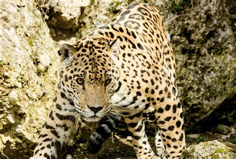 Fotos Gratis Fauna Silvestre Zoo Depredador Leopardo Gato Grande