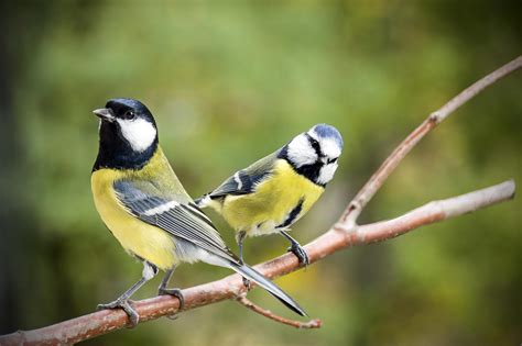 Scientists Make Birds Watch Tv Heres What They Learned