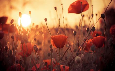 Wallpaper 1920x1200 Px Bokeh Flowers Poppies Sun Sunrise Sunset