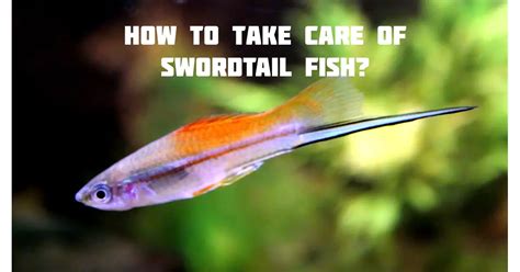 How To Take Care Of Swordtail Fish Fish Keeping Guide