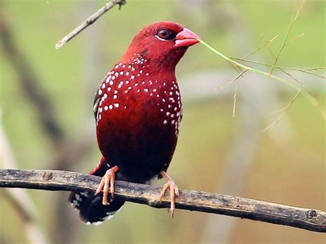 5 Fakta Burung Pipit Benggala Si Merah Totol Yang Suka Padi