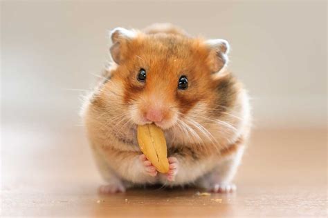What Can Hamsters Eat Vlrengbr