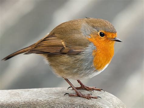 Download Bird Animal Robin Wallpaper