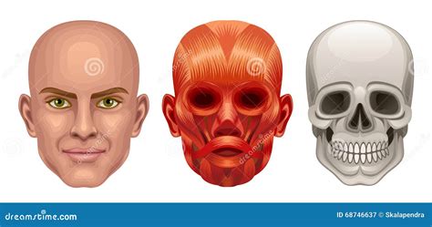 Anatomia da cabeça humana ilustração do vetor. Ilustração de muscular
