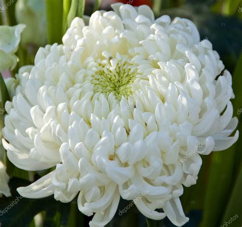 White Chrysanthemum Flower — Stock Photo © Nikonite 6464615
