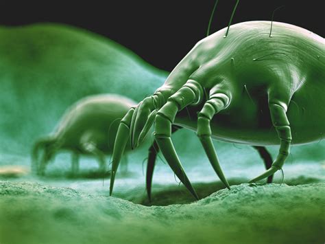 Dust Mites And Allergy Prevention Houston Ent Doctor