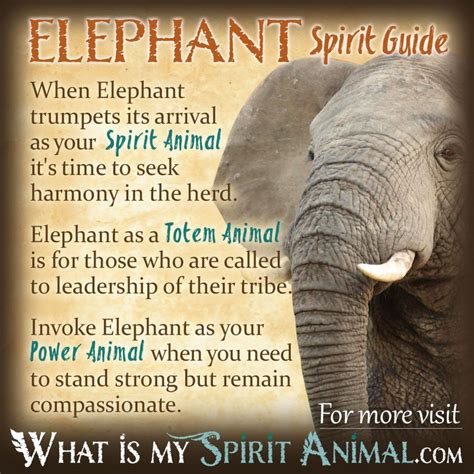 Simbolismo Y Significado Del Elefante Espíritu Tótem Y Animal De
