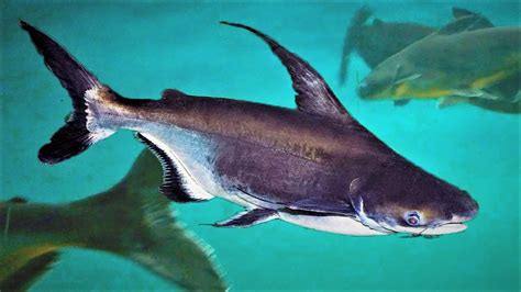 Freshwater Sharks For Aquarium A Hobby For Everyone