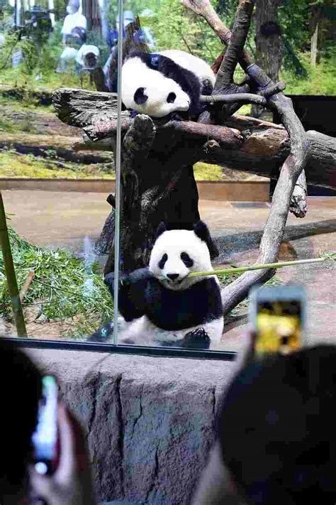 50 Years Of Affection For Ueno Pandas The Japan News