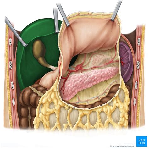 This may feel like a headache with pain in the back of your head, but the issue actually is in the neck. Liver and gallbladder: Anatomy, location and functions | Kenhub