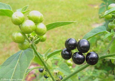 Small front garden with red berry bush. American Nightshade: A Much Maligned Edible - Eat The ...