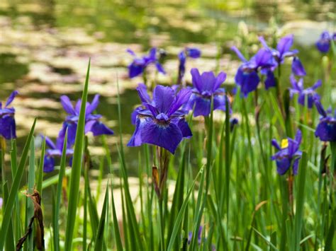 Maybe you would like to learn more about one of these? Pond Plants - Eight Beautiful Plants For Garden Ponds