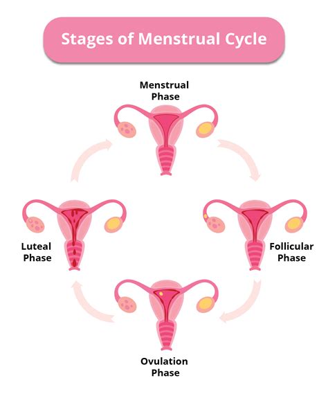 What Are The Stages Of The Menstrual Cycle Birla Fertility Ivf