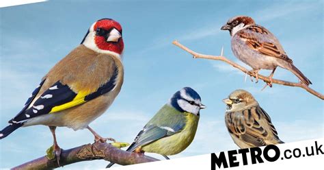 People Look For Tits And Finches Across The Uk For The Big Garden