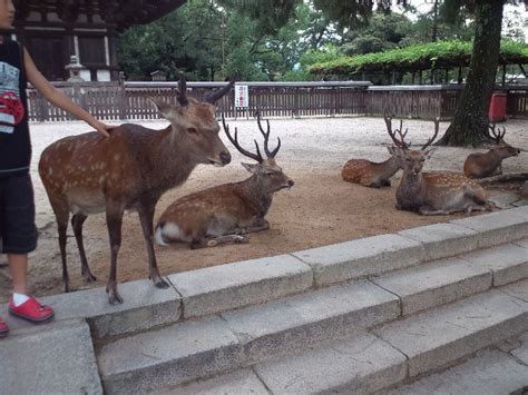 Nara Park 2021 3 Top Things To Do In Nara Nara Prefecture Reviews
