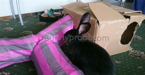 How To Build Your Bunny A Cardboard Box Hideaway Toy Bunnyproof